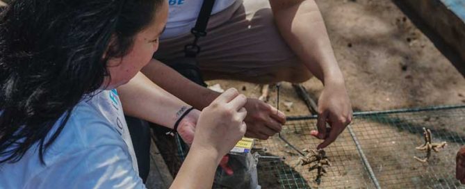 World Ocean Day Restores Mangroves and Coral Reefs on Kelapa Island gallery image 3